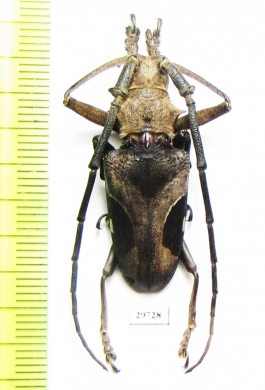 Paraleprodera triangularis  Thailand - INSECTS-STORE.RU