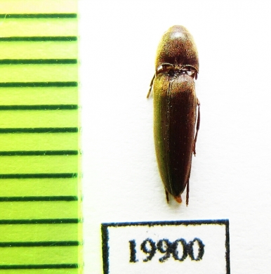 Eucnemidae sp.  Vietnam - INSECTS-STORE.RU