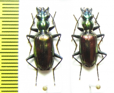 Carabidae sp.  Malaysia, Borneo - INSECTS-STORE.RU