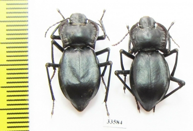 Cyphogenia limbata  Kazakhstan - INSECTS-STORE.RU