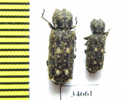 Bostrichidae sp.  South Africa Rep. - INSECTS-STORE.RU