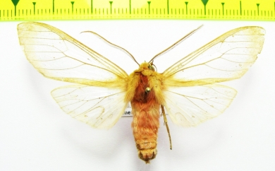 Erebidae sp.  Bolivia - INSECTS-STORE.RU