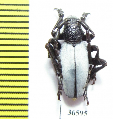 Dorcadion semiargentatum semiargentatum  Iran, E.Azerbaijan prov. - INSECTS-STORE.RU