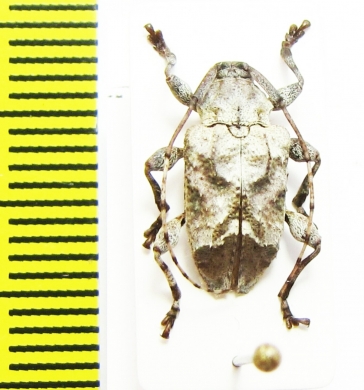 Cerambycidae sp.  Peru - INSECTS-STORE.RU