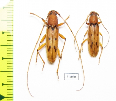 Achryson sp., pair  Argentina - INSECTS-STORE.RU