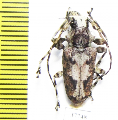 Cerambycidae sp.  Honduras - INSECTS-STORE.RU