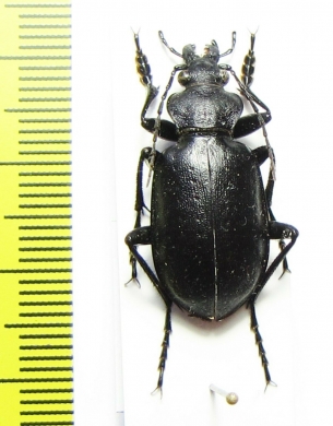 Calosoma lugens  Russia, Far East - INSECTS-STORE.RU