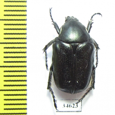 Aethiessa ? rugipennis  Jordan - INSECTS-STORE.RU