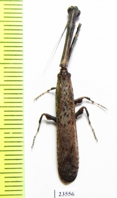 Mantodea sp.  Malaysia - INSECTS-STORE.RU