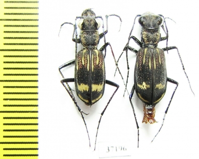Cicindelinae sp., pair  Zambia - INSECTS-STORE.RU