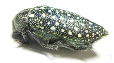 Julodis euphratica ? karelini  Iran, Sistan prov. - INSECTS-STORE.RU