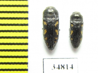 Acmaeodera bipunctata  Turkey - INSECTS-STORE.RU