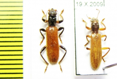 Cleridae sp. Laos - INSECTS-STORE.RU