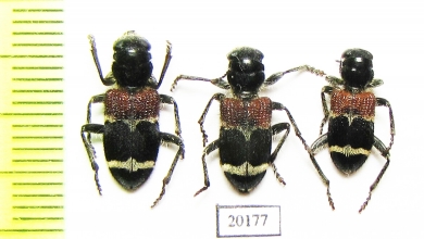 Clerus dealbatus  Russia, Far East - INSECTS-STORE.RU