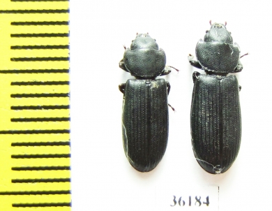 Trogossitidae sp.  Thailand - INSECTS-STORE.RU