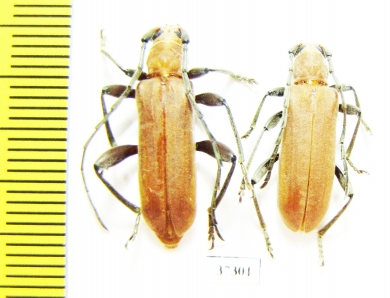 Cerambycidae sp., pair  South Africa Rep. - INSECTS-STORE.RU