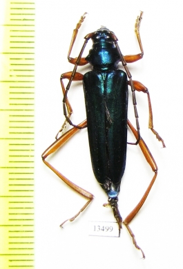 Cerambycidae sp.  Togo - INSECTS-STORE.RU