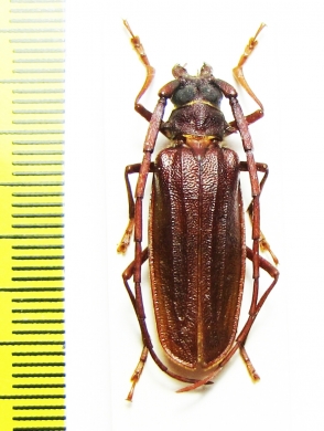 Neosarmydus costipennis, male  Malaysia, Borneo - INSECTS-STORE.RU