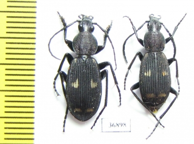 Carabidae sp., pair  Zambia - INSECTS-STORE.RU