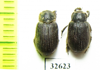 Trox eversmanni  Russia, Astrakhan reg. - INSECTS-STORE.RU