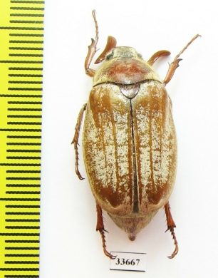 Melolontha pectoralis farinosa  Greece - INSECTS-STORE.RU