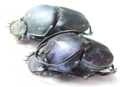 Proagoderus gibbiramus, pair  Tanzania - INSECTS-STORE.RU