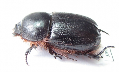 Syrictes sp.  Namibia - INSECTS-STORE.RU