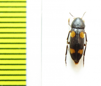 Dircaea australis  Ukraina - INSECTS-STORE.RU