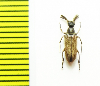 Ripiphoridae, Ptilophorus dufouri, male  Turkey - INSECTS-STORE.RU