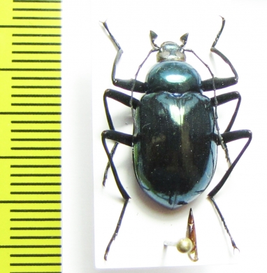 Tenebrionidae sp.  Vietnam - INSECTS-STORE.RU