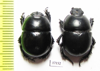 Thorectes armifrons  Morocco - INSECTS-STORE.RU