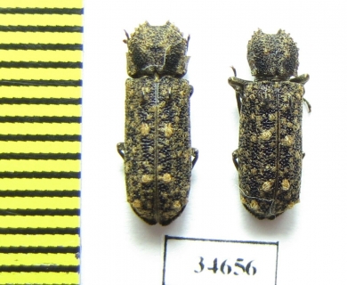 Bostrichidae sp.  South Africa Rep. - INSECTS-STORE.RU