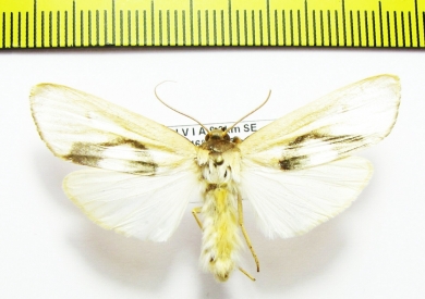 Erebidae sp.  Bolivia - INSECTS-STORE.RU