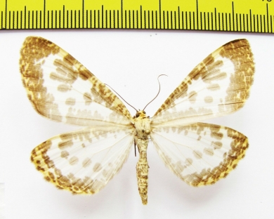 Geometridae sp.  Nepal - INSECTS-STORE.RU