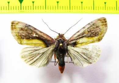 Noctuidae sp.  Bolivia - INSECTS-STORE.RU