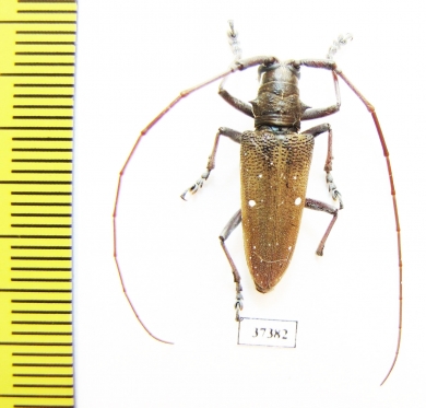 Cerambycidae sp.  Ecuador - INSECTS-STORE.RU