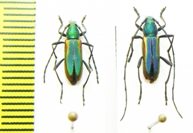 Chrysoprasis auriventris, pair  Argentina - INSECTS-STORE.RU