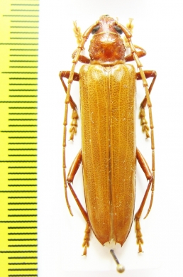 Cerambycidae sp.  Honduras - INSECTS-STORE.RU