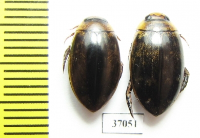 Dytiscidae sp.  South Africa Rep. - INSECTS-STORE.RU