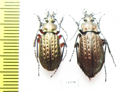 Carabus (Carabus) granulatus, pair  Russia, Sverdlovsk reg. - INSECTS-STORE.RU