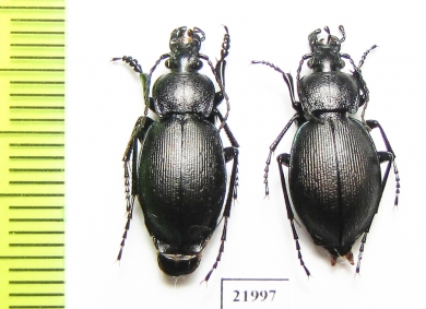 Carabus (Tomocarabus) decolor, pair  Russia, Karachaevo-Cherkessia reg. - INSECTS-STORE.RU