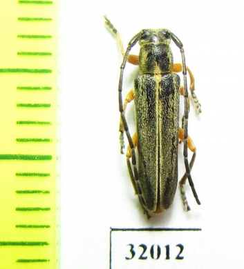 Phytoecia cinctipennis  Russia, Tuva reg. - INSECTS-STORE.RU