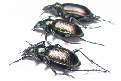 Calosoma inquisitor, pair  Russia - INSECTS-STORE.RU