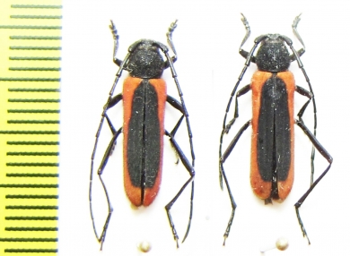 Amarysius duplicatus, pair  Kazakhstan - INSECTS-STORE.RU