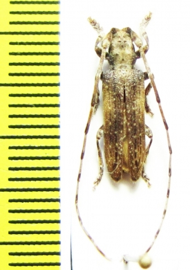 Deroplia troberti  Morocco - INSECTS-STORE.RU