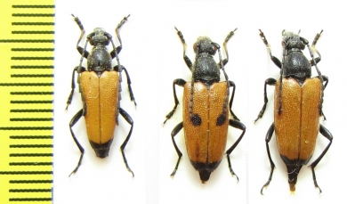 Paracorymbia tesserula, pair  Russia, Krasnodar reg. - INSECTS-STORE.RU