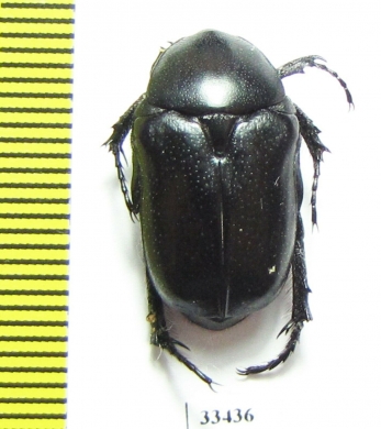 Aethiessa ? rugipennis  Iran, Kurdistan prov. - INSECTS-STORE.RU