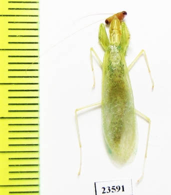 Mantodea sp.  Malaysia - INSECTS-STORE.RU