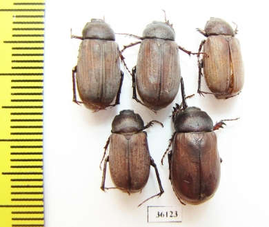 Melolonthinae sp.  Thailand - INSECTS-STORE.RU