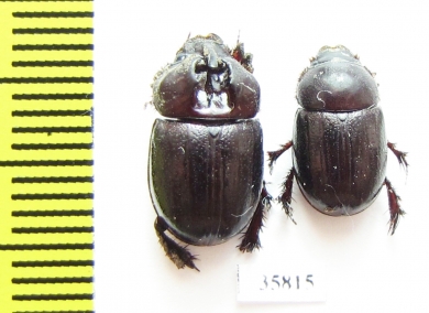 Orphninae sp., pair  Tanzania - INSECTS-STORE.RU